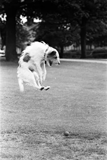 Images Dated 15th July 1970: Mrs Moira West, aged 56, from Harrogate, pictured with her dog Jimmy