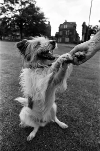 Images Dated 15th July 1970: Mrs Moira West, aged 56, from Harrogate, pictured with her dog Jimmy
