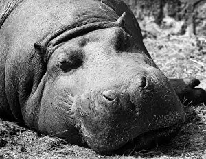Images Dated 1st August 1974: A muddy hippo wallows away the lazy hours at Chester Zoo. August 1974 P011691