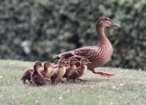 Images Dated 21st May 1998: Back with mum the ducklings with Doris on their way to the local stream in Bournville