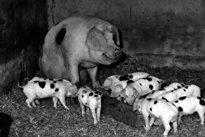 Muriel the Moses Gloucester Old Spot Sow - the proud mother of eleven piglets - at