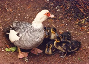 A Muscovy duck which has adopted som mallard ducklings A Muscovy duck which has adopted som mallard ducklings