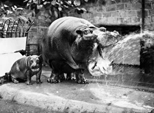 Images Dated 27th February 1976: Myra the hippo washes down a king-size lunch at Chester zoo