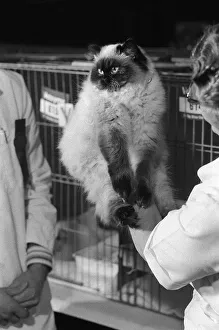 00150 Gallery: The National Cat Club Championship Show 1978