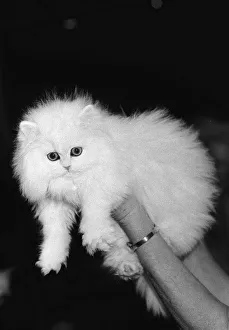 The National Cat Club Championship Show 1984 at Olympia The National Cat Club Championship Show 1984 at Olympia