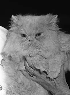 The National Cat Club Championship Show 1984 at Olympia The National Cat Club Championship Show 1984 at Olympia