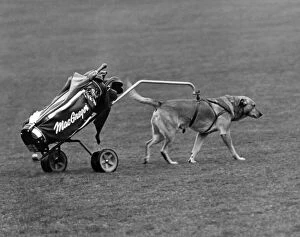 Images Dated 5th March 1980: 'Ned'out on the golf course with his pro in the special built trolley