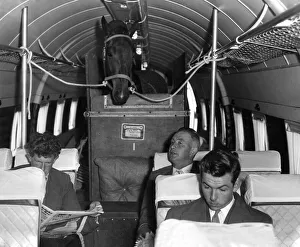 Neelia Maclean party at Southend Airport. Horse loaded in Viking aircraft Neelia Maclean party at Southend Airport. Horse loaded in Viking aircraft