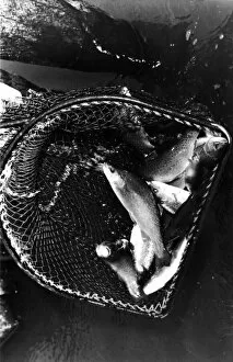 A netful of trout from a fish farm 01 / 07 / 79 circa