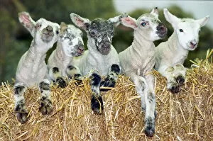 Images Dated 19th February 1997: Five new lambs at the City Farm, Hillfields, Coventry. 19th February 1997