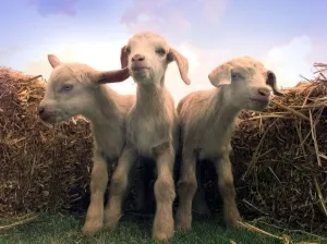 Images Dated 22nd May 1998: The new triplets born at Broomey Croft childrens farm they are half Toggenburg