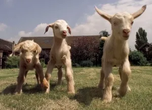 Images Dated 22nd May 1998: THE NEW TRIPLETS BORN AT BROOMEY CROFT CHILDRENS FARM THEY ARE HALF TOGGENBURG AND HALF