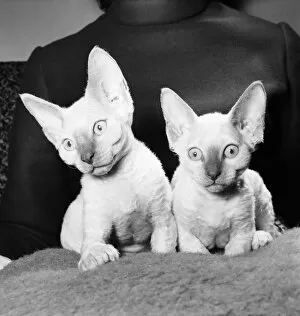 Images Dated 14th January 1972: A new type of kitten has been born in Hoddesdon, Herts. The two ten week old Lilac
