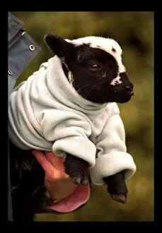 Images Dated 6th March 1998: Newly born Lamb Naomi with the new woollen jumper March 1998