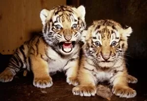 Images Dated 1st June 1985: Newly born twin tiger cubs born to Hattie at marwell Zoo June 1985