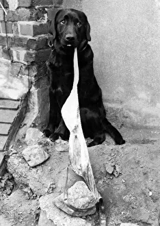 Nicker. Thief at work on the family clothesline. Dog with a dirty muddy stolen bra Nicker. Thief at work on the family clothesline. Dog with a dirty muddy stolen bra