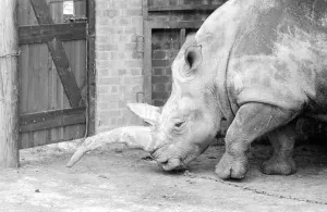 Nicole the 3 ton rhino waiting to have her horn removed with a saw at Longleat Safari Nicole the 3 ton rhino waiting to have her horn removed with a saw at Longleat Safari