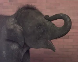 Noorjahan the baby elephant aged two and a half seen here at Twycross Zoo Noorjahan the baby elephant aged two and a half seen here at Twycross Zoo