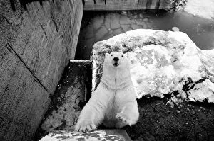 Nosey polar bear at London Zoo December 1970 A©Mirrorpix