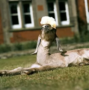 A Nubian Goat lying down on the grass with a chick on his head. May 1976