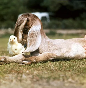 A Nubian Goat lying down on the grass with a chick next to him May 1976 A Nubian Goat lying down on the grass with a chick next to him May 1976