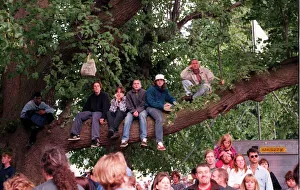 OASIS FANS SITTING UP A TREE AT KNEBWORTH TRYING TO GET A BETTER VIEW OASIS FANS SITTING UP A TREE AT KNEBWORTH TRYING TO GET A BETTER VIEW