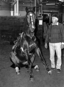 Images Dated 18th December 1989: An obedient horse sitting down when told to do so December 1989