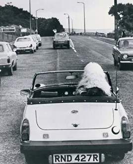 Old English sheep dog dog at steering wheel driving sports car MG Sports car Old English sheep dog dog at steering wheel driving sports car MG Sports car