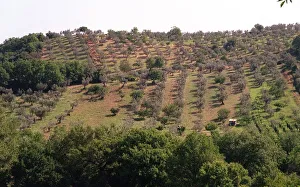 Olives - Olive Groves in the Monte Sabbini area Sixty Miles from Rome Olives - Olive Groves in the Monte Sabbini area Sixty Miles from Rome