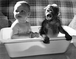 An Orang-utan having a bath with a baby. October 1984 An Orang-utan having a bath with a baby. October 1984