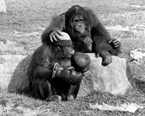 Images Dated 1st September 1979: Orang Utans Azimath and Sabahplaying in Blackpool Zoo