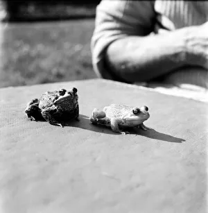 00060 Gallery: Orange frogs on a garaden table April 1975 75-2149-001