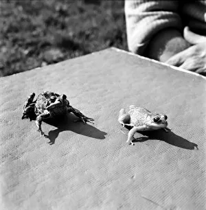 00060 Gallery: Orange frogs on a garaden table April 1975 75-2149