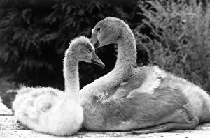 Images Dated 1st August 1987: Two orphaned cygnets after their mother died of lead poisioning from discarded fishing
