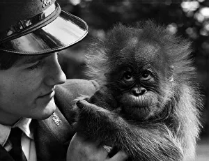 Oscar the orang-utan may look lovable, but his mother didn't seem to think so Oscar the orang-utan may look lovable, but his mother didn't seem to think so
