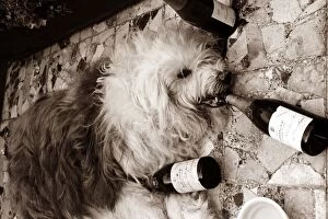 Images Dated 9th December 1975: Overdoing it - this old english sheepdog hits the bottle hard