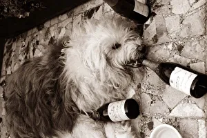 Overdoing it - this old english sheepdog hits the bottle hard Overdoing it - this old english sheepdog hits the bottle hard