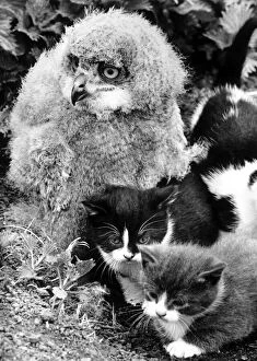 The owl and the pussycats. This eagle owl chick has found companionship with
