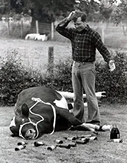 Oxo the bull flat out drunk after drinking 12 bottles of beer seen here with his owner Oxo the bull flat out drunk after drinking 12 bottles of beer seen here with his owner