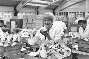 Images Dated 22nd January 1970: Packing on the Easter Egg production line at Cadburys Chocolate Bournville factory