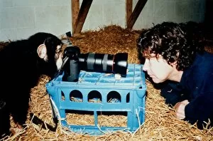 Images Dated 22nd October 1994: Paco the chimp is setting up the photographic equipment at the Monkey World Rescue Centre