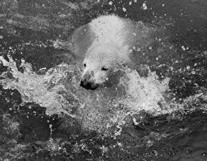 Images Dated 27th April 1973: Paddiwack the London Zoo Polar Bear cub takes his first plunge into his pool