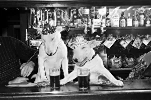A pair of bull terriers seen here enjoying a couple of pints of stout at their local pub A pair of bull terriers seen here enjoying a couple of pints of stout at their local pub