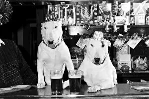 A pair of bull terriers seen here enjoying a couple of pints of stout at their local pub