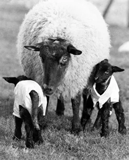 A pair of new-born lambs stand unsteadily in a field dressed in plastic macks A pair of new-born lambs stand unsteadily in a field dressed in plastic macks