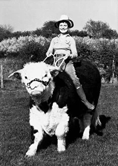 Images Dated 26th April 1981: Pamela Noel is taking one of her Hereford bulls for a ride on ther farm near Reading