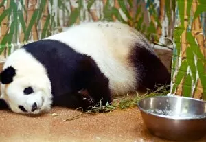 00137 Gallery: Panda bear Ming Ming from London Zoo is said to be pregnant. Bao Bao is the father