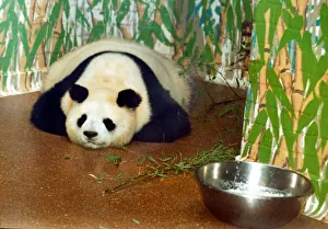 Panda bear Ming Ming from London Zoo is said to be pregnant. Bao Bao is the father Panda bear Ming Ming from London Zoo is said to be pregnant. Bao Bao is the father