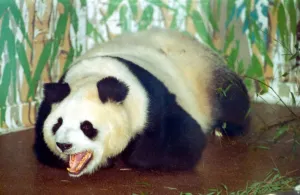 Panda bear Ming Ming from London Zoo is said to be pregnant. Bao Bao is the father Panda bear Ming Ming from London Zoo is said to be pregnant. Bao Bao is the father