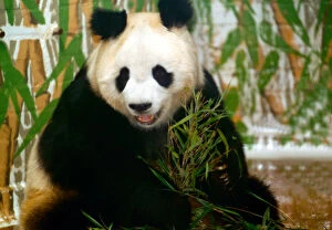 Images Dated 1st June 1993: Panda bear sitting and eating bamboo and London Zoo June 1993